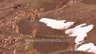 Ibex and Himalayan Blue Sheep or Bharal mixed herd forages on dry winter grass in Spiti Himachal [upl. by Nollid]