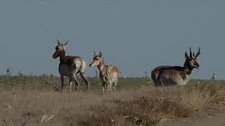 Pronghorn Rut 20 [upl. by Lindholm]