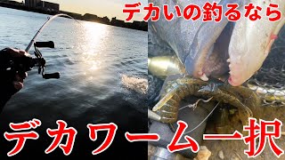 【東京湾奥チニング】年なし釣るならデカワーム [upl. by Adnilg]