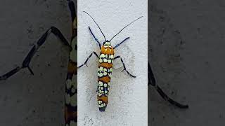 Beautiful allianthus webworm moth seen in Boston [upl. by Renrag]