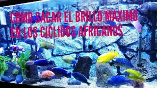 que hacer para que brillen los ciclidos africanos [upl. by Le655]