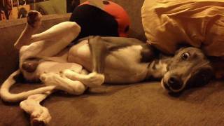 Couch Potato Whippet  Flexa [upl. by Minabe]