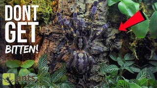 One of the Most Venomous Tarantulas in the World [upl. by Gnex]