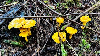 Foraging for chanterelle mushrooms in October 2024 [upl. by Nreval]