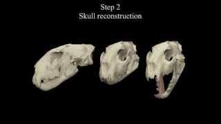 Virtual Vertebrate Paleontology Acinonyx pardinensis from Pantalla [upl. by Zamora]