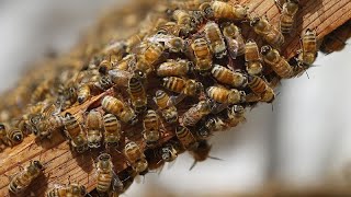 World Bee Day Kenyan beekeepers struggle against mounting odds [upl. by Kimberlyn]