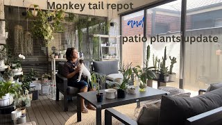 Monkey tail and patio update [upl. by Sisely]