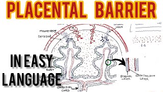 Placental Barrier anatomy  structure and function by Lokesh dhiman  Short lecture tutorial [upl. by Trilby377]