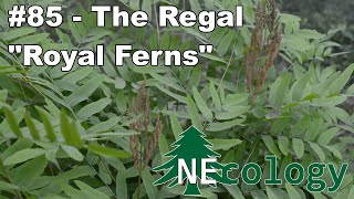 NEcology 85  The Regal quotRoyal Fernsquot [upl. by Nyrol697]