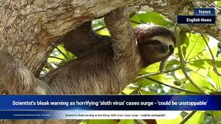 Scientists bleak warning as horrifying sloth virus cases surge  could be unstoppable [upl. by Batish]