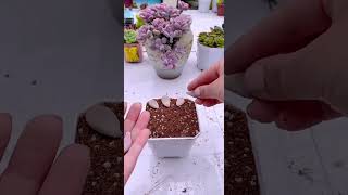 Plant succulents from leaves shortvideo houseplant indoorplants houseplants nature garden [upl. by Carmela286]