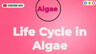 Life Cycle in Algae Phycology botany Phycology algae lifecycle haploid diploid biology [upl. by Acinomed882]