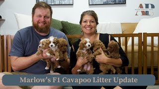 Marlows F1 Cavapoo Litter Update [upl. by Daniell353]