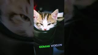 Waarom katten graag jouw plaats innemen cat chorts [upl. by Florio]