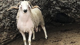 Mouton marocaine sardi Eid Al Adha 2017 [upl. by Griswold]