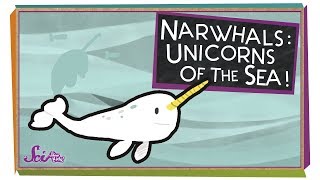 Narwhals Unicorns of the Sea [upl. by Gernhard396]