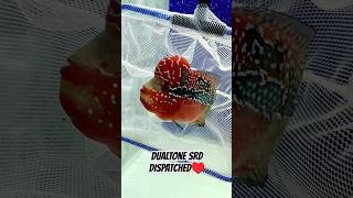 DUALTONE SRD FLOWERHORN DISPATCHED FOR MORE ENQUIRY CONTACT 9591967554flowerhorn shorts ytshorts [upl. by Worrell]