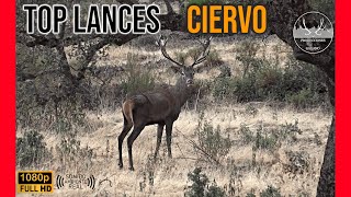 TOP LANCES DE CIERVO  TEMPORADA 2022 2023  TOP SHOT DEERHUNTING [upl. by Namdor899]