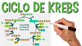 Ciclo De Krebs Simplificado  Respiração Celular  Resumo Animado [upl. by Duile]