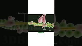 Muscle Contraction  viralvideo shorts locomotionandmovement musclecontraction class11th [upl. by Erihppas]