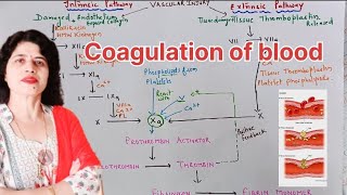 Coagulation of blood l Intrinsic and extrinsic pathway bloodphysiology [upl. by Annaoj870]