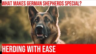 Herding Sheep with German Shepherds Precision amp Control [upl. by Lowery804]