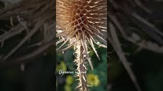 Funny dipsacus sativus or fullers teasel shorts herbarium [upl. by Fitzpatrick]