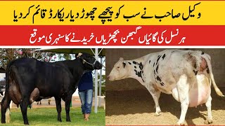 Subhan Dairy Farm  Girlando Cow In Pakistan  HF Cow  Cross Cow  Milking Cow  Pk Janwar Mandi [upl. by Eatnahc]