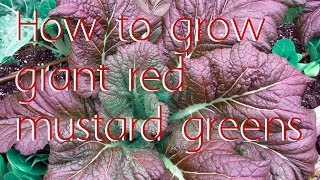 How to grow giant red mustard greens [upl. by Dnalrah]