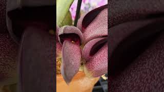 Bulbophyllum orchid galore at wwwkrullsmithcom [upl. by Oicirtap221]