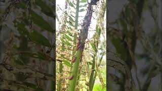 Cycad Palm Infested with Worms  How to Treat and Avoid These Pests [upl. by Noskcire]