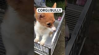 CORGI BULLY QUALITY [upl. by Avrom]