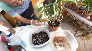 How I repot my Cattleya loddigesii or any bifoliate Cattleya [upl. by Shreve]