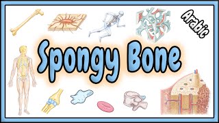 81 Spongy Bone Trabecular Bone  العظم الأسفنجي [upl. by Chem]