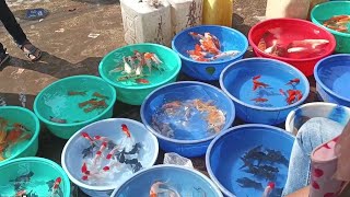 Biggest aquarium fish market Kolkata  Colour fish  Sea fish market [upl. by Aicinet]