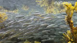 European sprat Sprattus sprattus shoaling in shallow water Scapa Beach Scotland September [upl. by Jasper758]