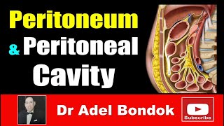 Peritoneum Peritoneal Cavity Lesser Sac Greater Sac and Peritoneal Recesses Dr Adel Bondok [upl. by Eneliak387]