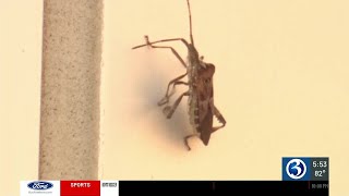 Why we are seeing more stink bugs and how to get rid of them [upl. by Bysshe884]