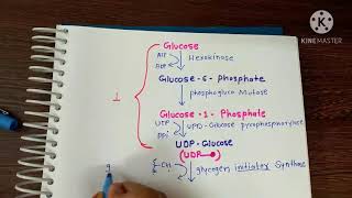 glycogenesis।। ग्लाइकोजेन का बनना।। in Hindi amp English [upl. by Swenson]