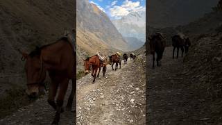 Hiking in the Andes Mountains The trek to Abra Salkantay [upl. by Schwejda]