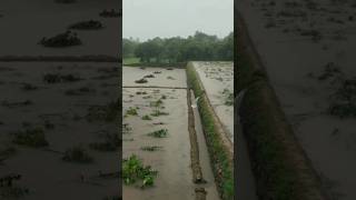 visura kathumvayal vili nathu song trendingviralagriculturevillageampFarmer life [upl. by Eneirda911]