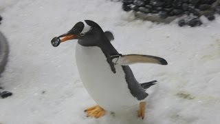 Gentoo penguins give pebbles to their love interests [upl. by Tartaglia858]