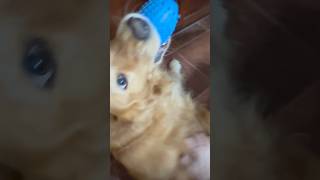 Cute dog SINGS when I see him ⭐️ broadway BernadettePeters dogvideos shorts broadway [upl. by Ydnas]