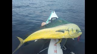 MAHIMAHI on the kayak その2 [upl. by Torrance]