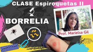 Clase de Borrelia [upl. by Murdock]