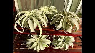 JuiceeArt Tillandsia Xerographica [upl. by Anoli]