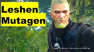 The Best Witcher 3 Build  Complete Walkthrough  Next Gen [upl. by Idnod392]