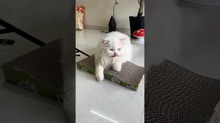 Their first ever scratcher 🤭 cat youcat yourcats funny [upl. by Fleece]