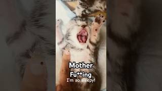 I’m so mother fuing tired🥱 💤 catlover [upl. by Esile]