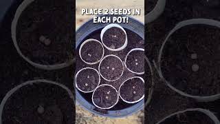 How to Sow Sweet Peas for Easy Planting in Spring Toilet Rolls [upl. by Ymmor]